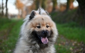 Евразийский щенок с высунутым языком