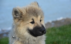 Щенок евразиер на зеленой траве