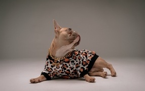 Модный французский бульдог лежит на сером фоне