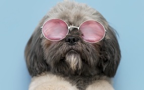 Пушистый пес в очках на голубом фоне