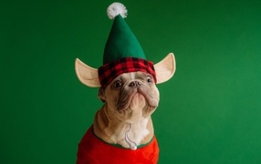 Смешной французский бульдог в костюме на зеленом фоне