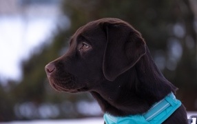 Большой коричневый лабрадор в голубом ошейнике