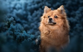 Померанский шпиц сидит в еловых ветках