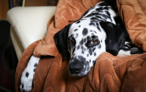 Грустный далматин лежит в кресле