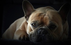 Грустный французский бульдог на черном фоне