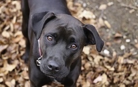 Грустный взгляд черного лабрадора в парке 