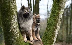 Две собаки породы евразийский плинн у дерева