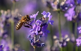 Пчела кружит у цветка лаванды