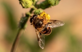 Муха сидит на желтом цветке крупным планом