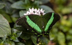 Большая зеленая бабочка сидит на листке
