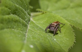 Большой паук охотится на зеленом листке