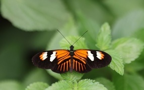 Красивая бабочка расправила крылья на зеленом листке