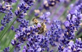 Пчелы опыляют цветы лаванды