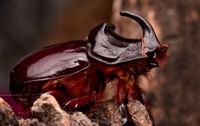 Большой коричневый жук носорог 
