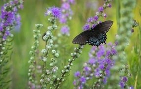 Черная бабочка сидит на фиолетовом цветке