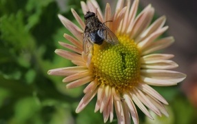 Черная муха сидит на цветке астры