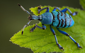 Голубой жук на зеленом листке крупным планом