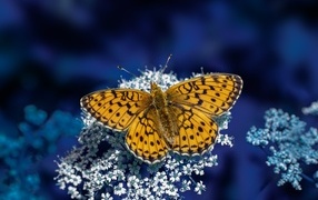 Коричневая бабочка сидит на белом цветке