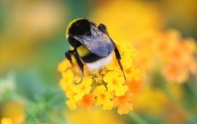 Шмель сидит на оранжевом цветке