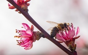 Трудолюбивая пчела на розовом цветке персика