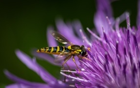 Муха жужжалка на розовом цветке