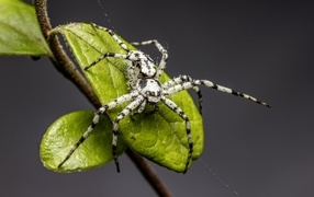 Опасный паук на зеленом листке на сером фоне