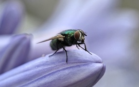 Зеленая муха сидит на синем цветке