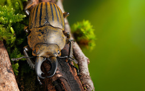 Рогатый жук сидит на ветке дерева 