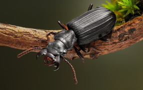 Large black beetle sitting on a branch close-up