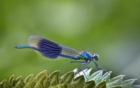 Большая синяя стрекоза сидит на листе на зеленом фоне