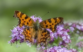 Большая коричневая бабочка на розовом цветке