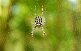 Большой паук на паутине крупным планом
