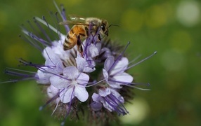 Маленькая пчела сидит на синем цветке