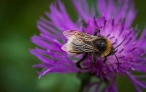 Маленький шмель опыляет розовый цветок
