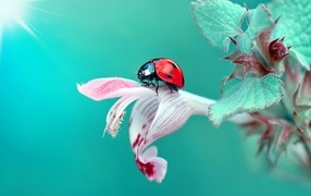 Маленькая красная божья коровка сидит на розовом цветке