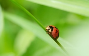 Красная божья коровка на зеленой траве