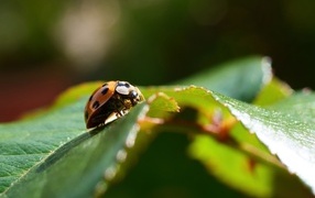 Красная божья коровка сидит на зеленом листке