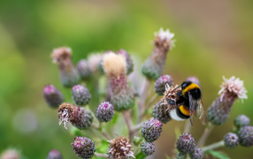 Полосатый шмель сидит на колючем цветке