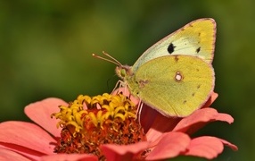 Желтая бабочка сидит на розовом цветке циннии 