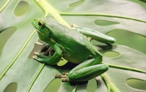 Big green frog sitting on a leaf