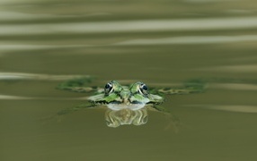 Зеленая лягушка прячется в воде