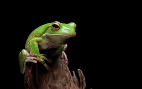 Зеленая лягушка сидит на сухой ветке 