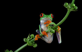 Зеленая лягушка с красными глазами висит на ветке