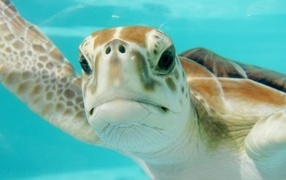 Большая черепаха под водой крупным планом