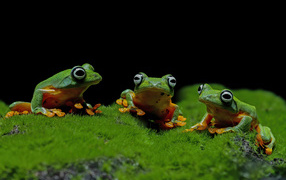 Три зеленые лягушки сидят на зеленом мху