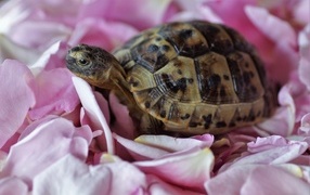 Черепаха с розовыми лепестками розы