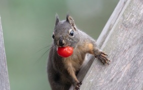 Squirrel with a red berry in its teeth