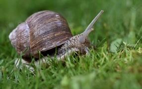 Большая улитка в зеленой траве