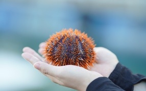 Морской еж в ладонях