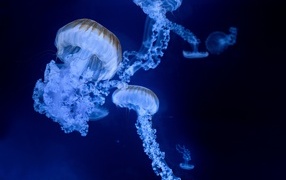 Голубые медузы на синем фоне